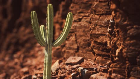 Kaktus-In-Der-Wüste-Von-Arizona-In-Der-Nähe-Von-Roten-Felssteinen